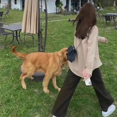 我的狗蚪蚪